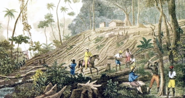 Pensar a História em Espaços Cheios - As florestas tropicais na construção do território brasileiro